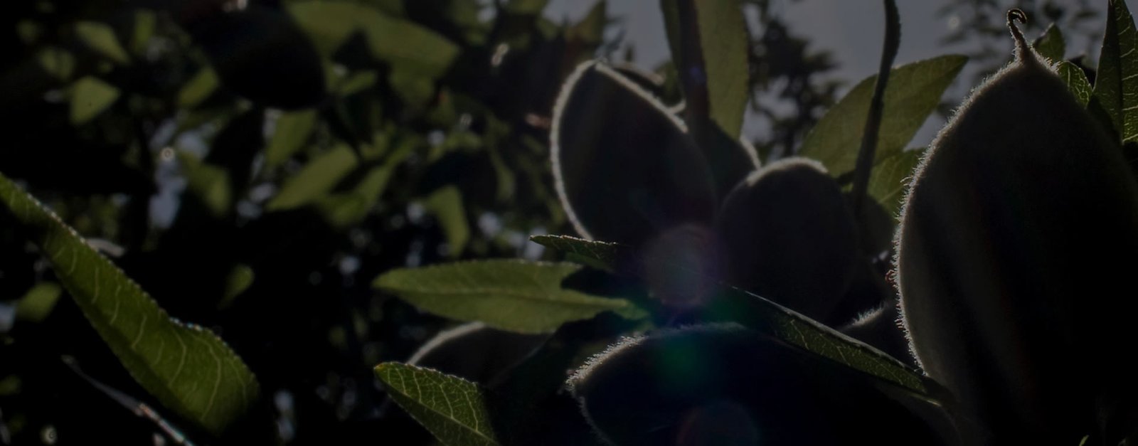 Kuruyemiş
